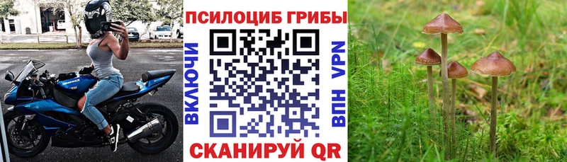 Купить закладки  Жигулёвск  Псилоцибиновые грибы Psilocybine cubensis 
